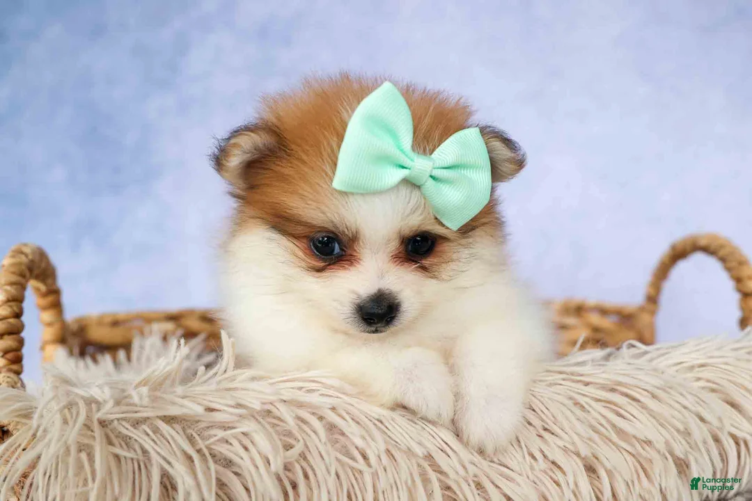 Pomeranian dogs for sale: Frankie 🐶 - Ad 2