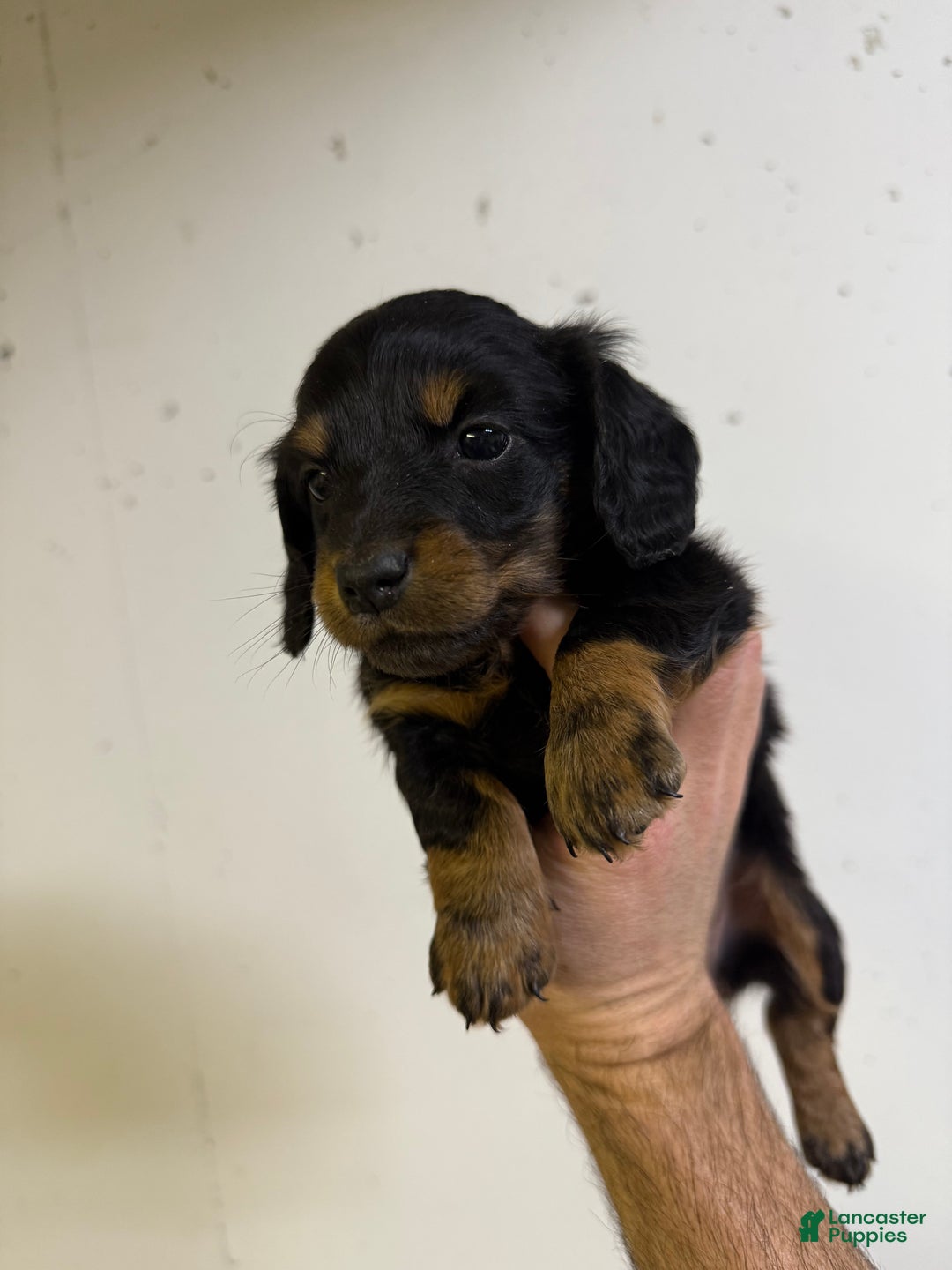 Miniature Dachshund dogs for sale: Mia LH  - Ad 2