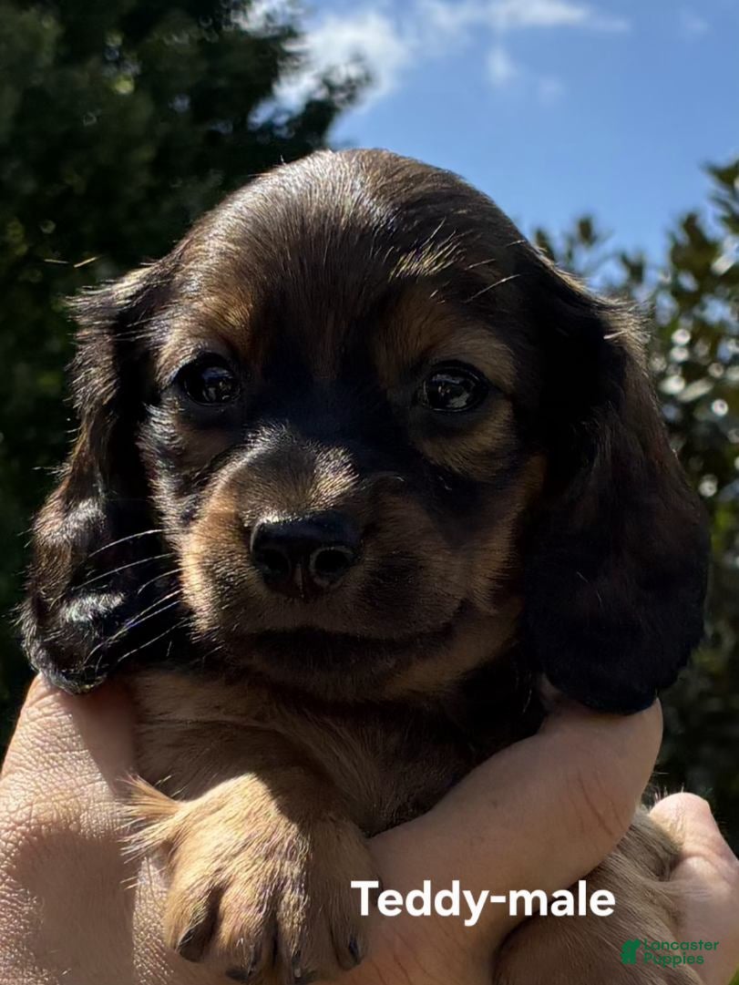 Dachshund dogs Teddy - Ad 2