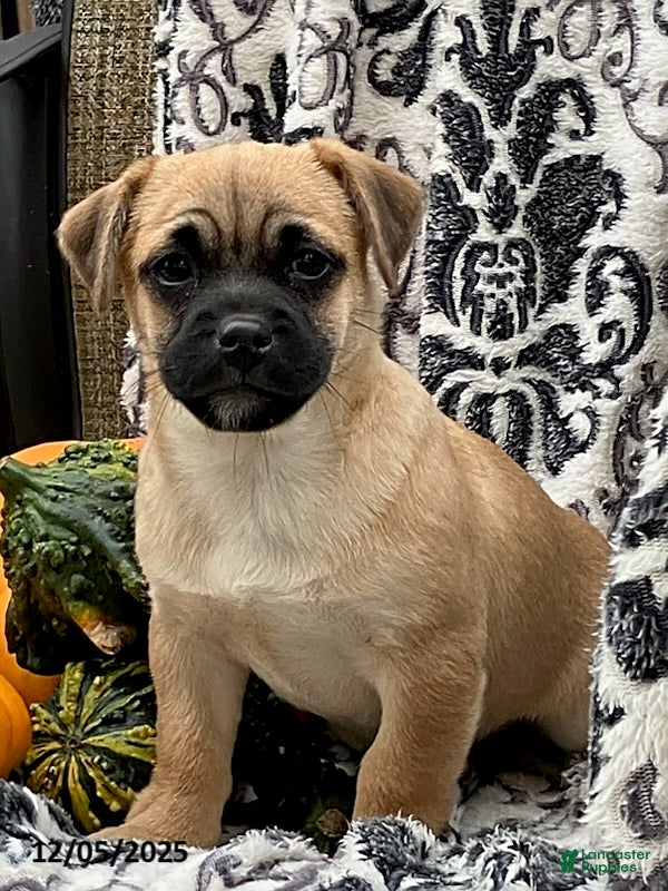 Jug dogs Leaf - Ad 1