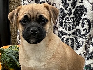 Jug dogs Leaf - Ad 7