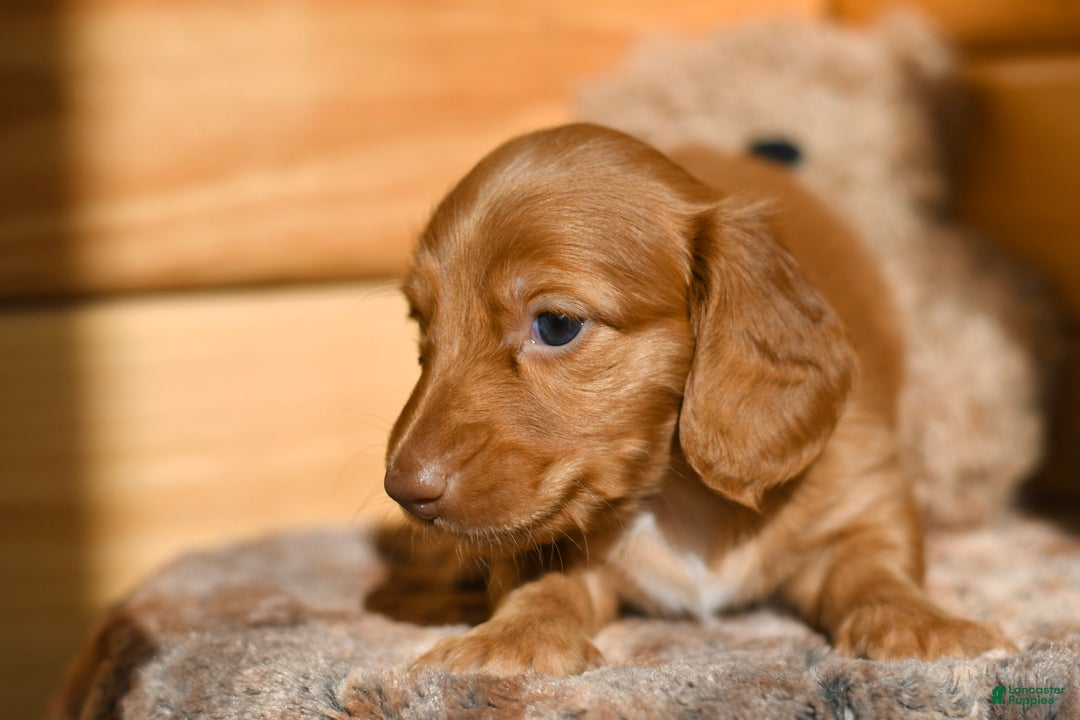 Dachshund dogs for sale: Pumpkin - Ad 2