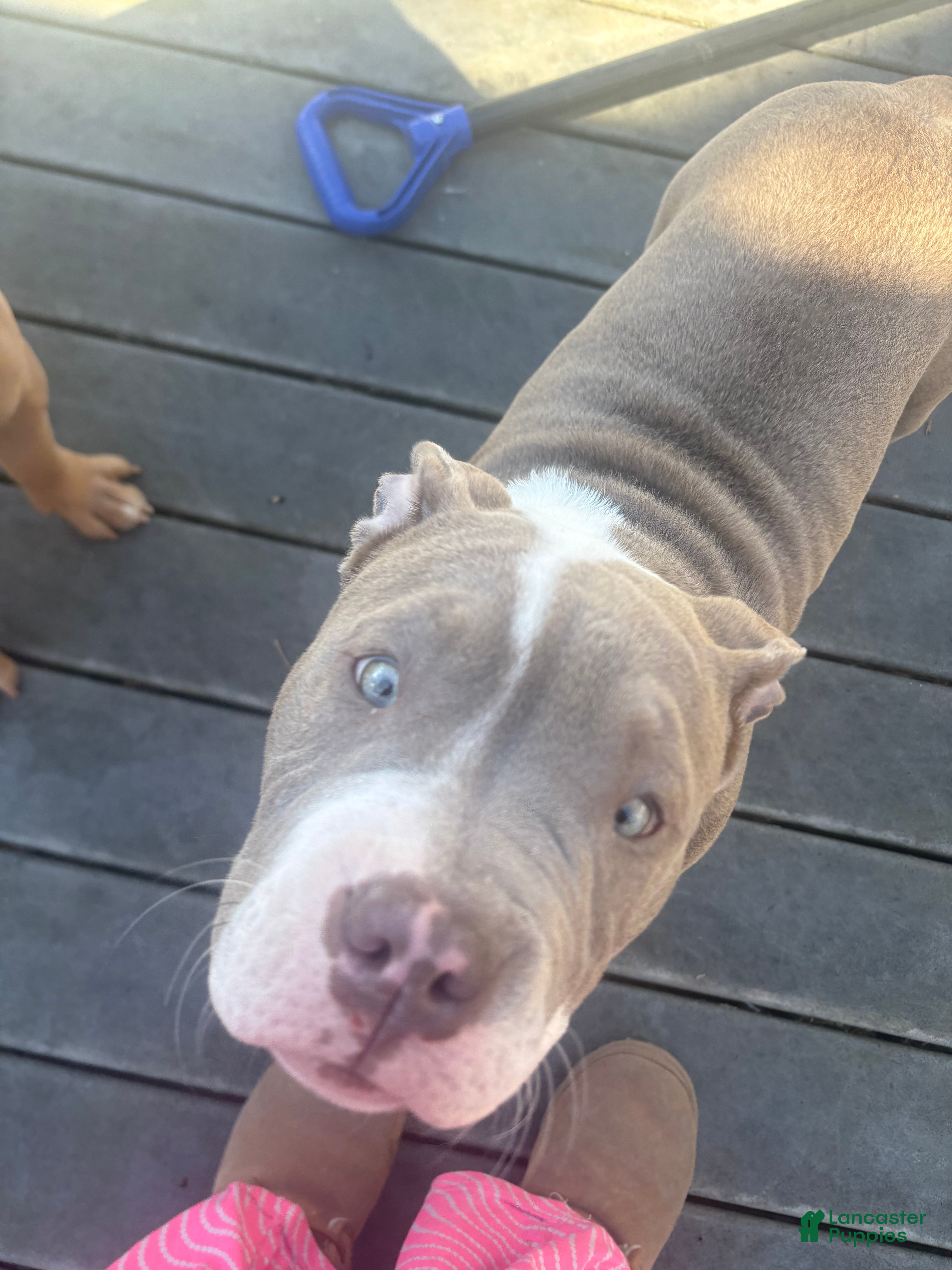 American Bully dogs American Bully Puppy 1 - Ad 2