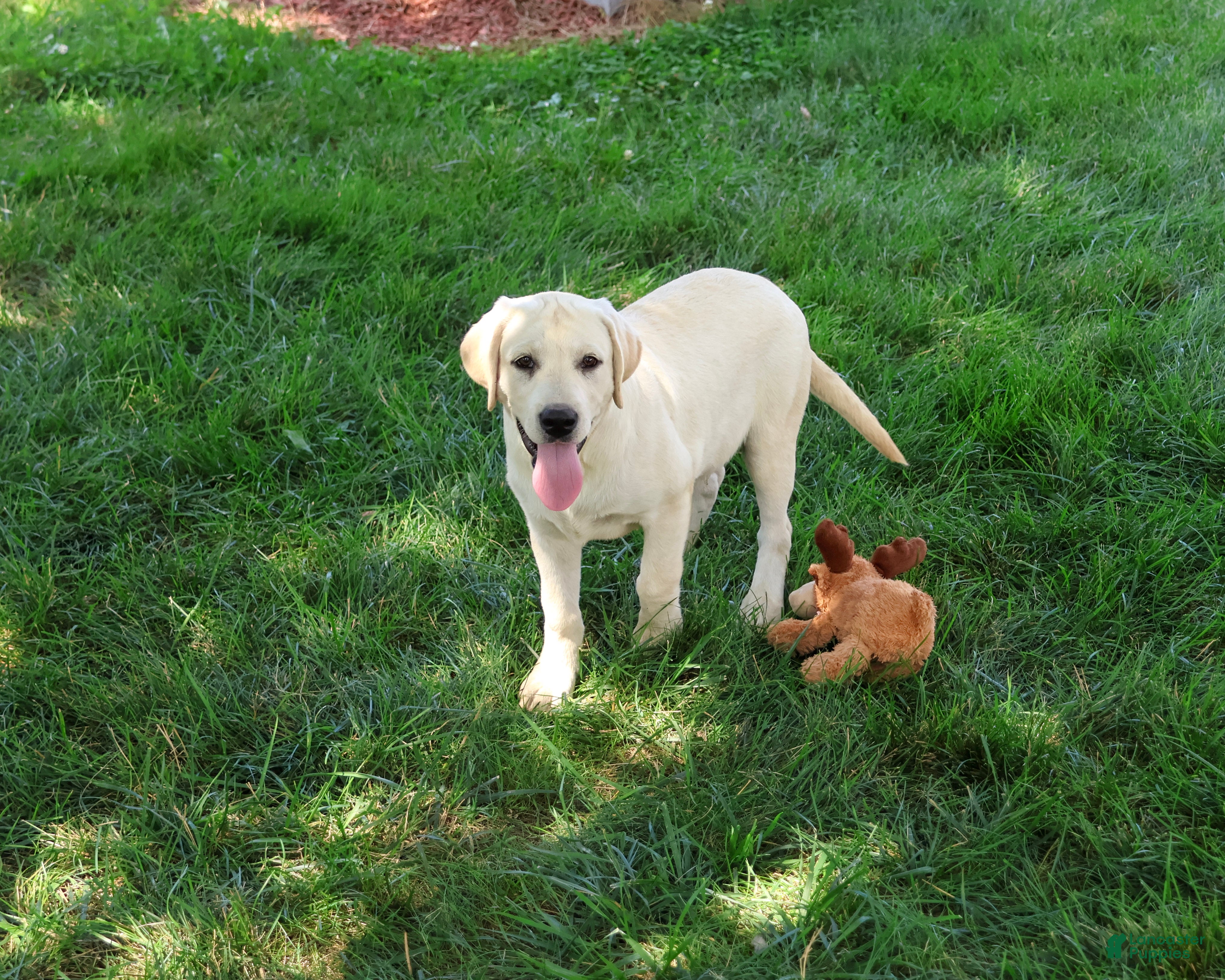 Labrador Retriever dogs Phineas - Ad 2