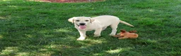 Labrador Retriever dogs for sale: Phineas - Ad 2
