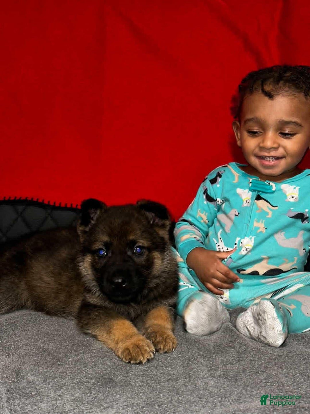 German Shepherd dogs for sale: German Shepherd Puppy 1 - Ad 5
