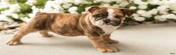 English Bulldog dogs for sale: Beauty  - Ad 1