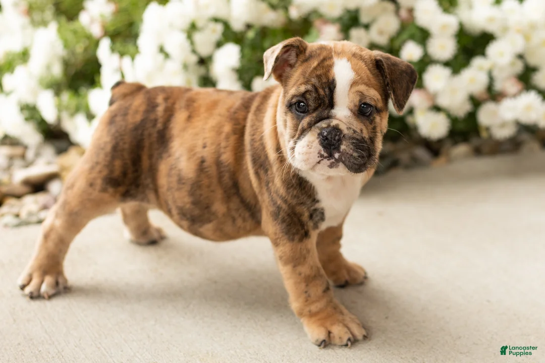 English Bulldog dogs for sale: Beauty  - Ad 1