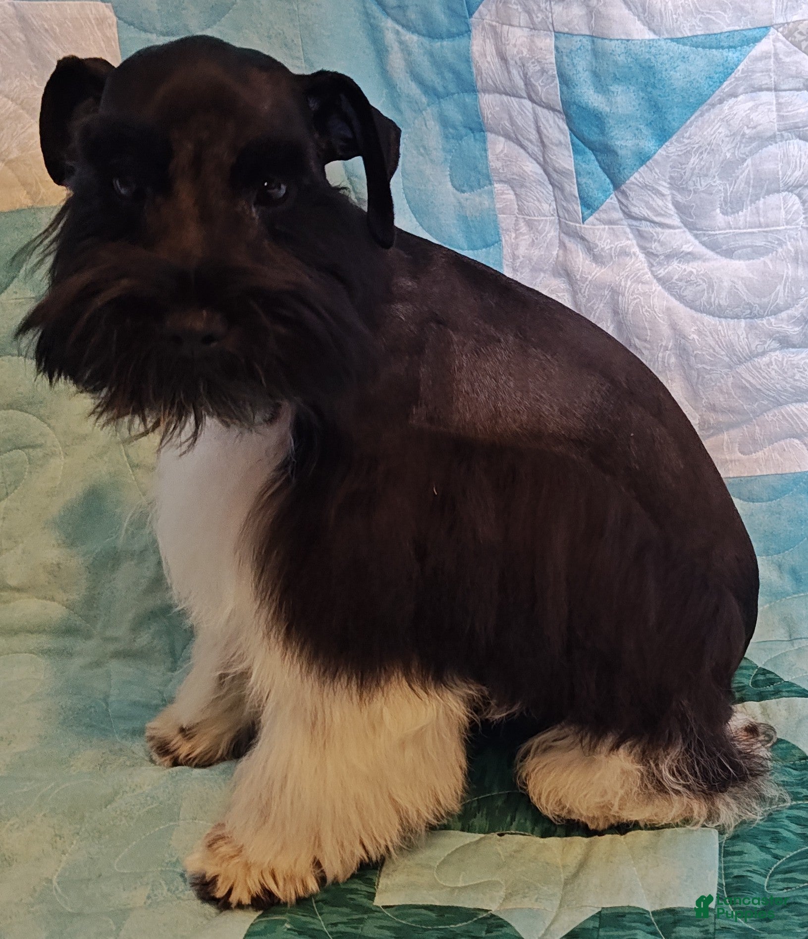 Miniature Schnauzer dogs Bubba - Ad 2