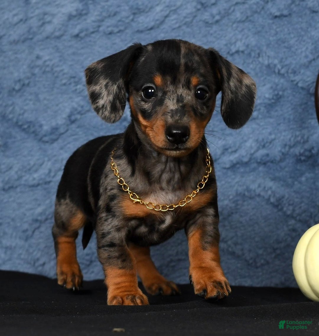 Miniature Dachshund dogs for sale: Roxie - Ad 4