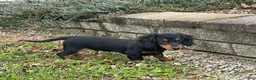 Miniature Dachshund dogs for sale: Miniature Dachshund Puppy 2 - Ad 7