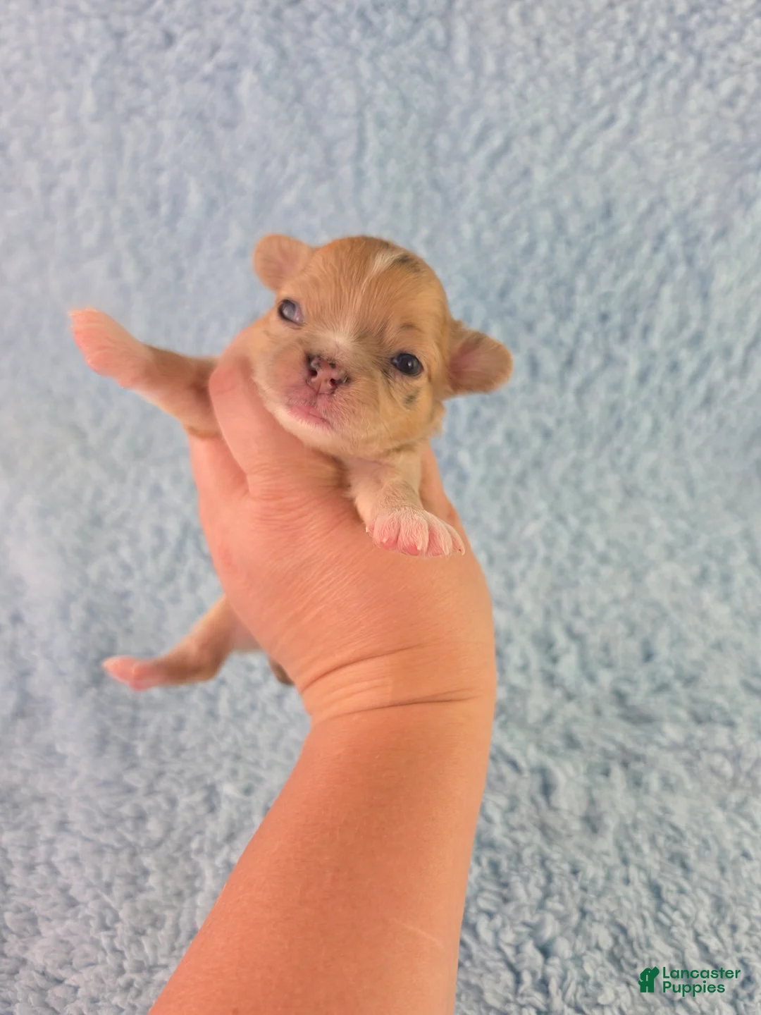 Chihuahua dogs for sale: AKC Nemo - Ad 1
