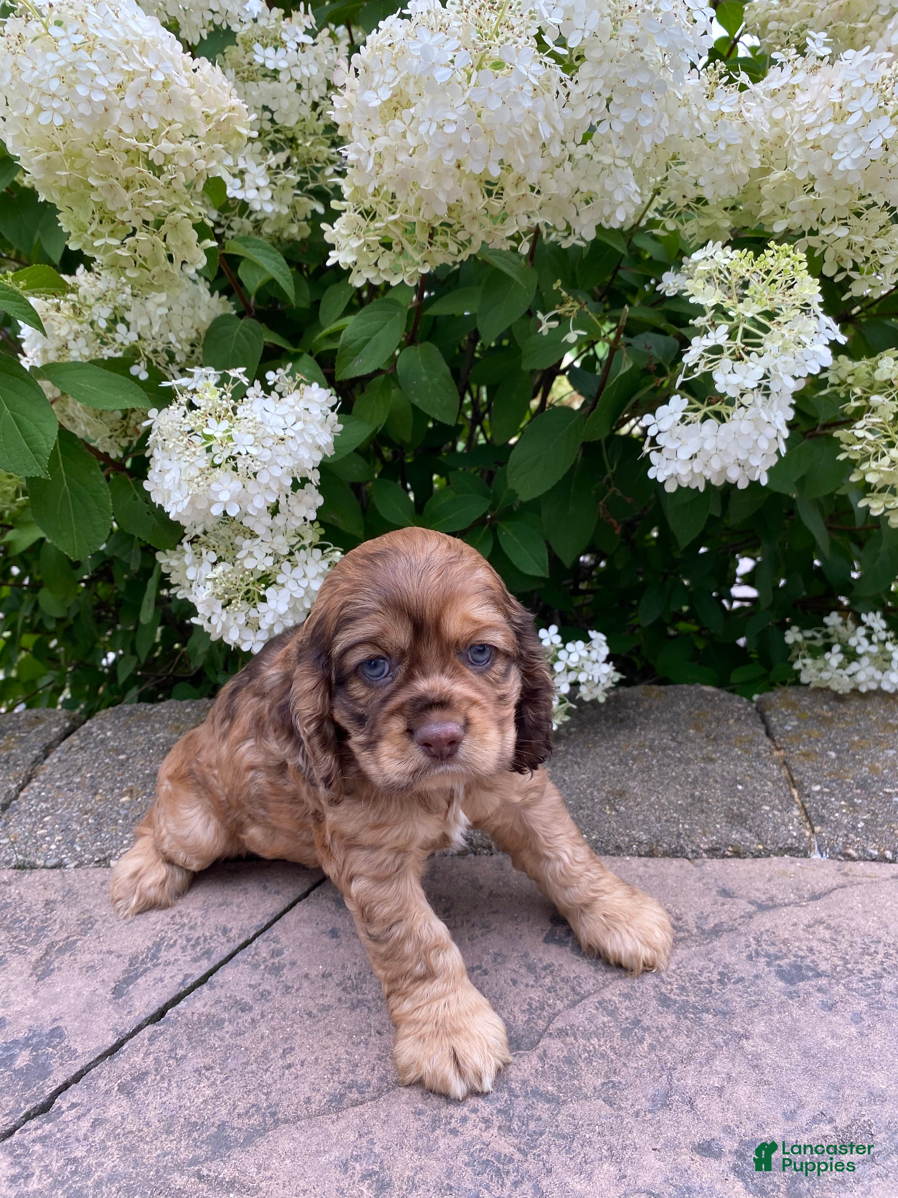 Cocker Spaniel dogs Terry - Ad 2