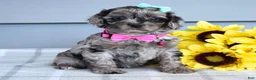 Cockapoo dogs for sale: Olivia - Ad 5