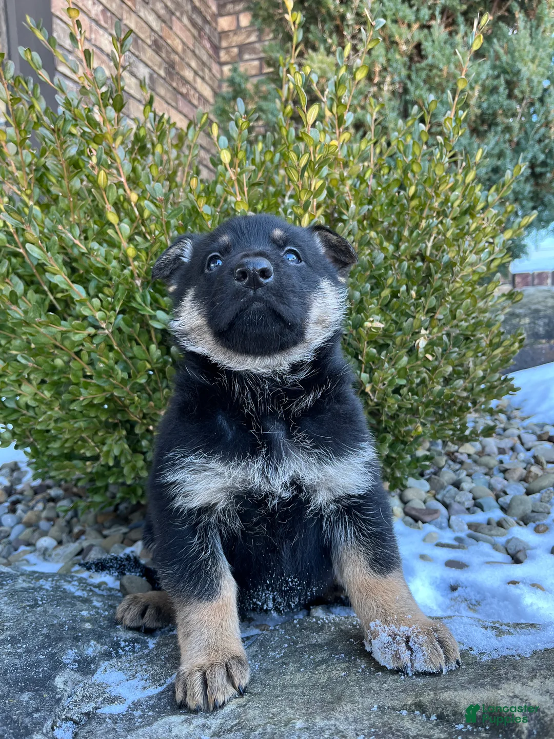 German Shepherd dogs for sale: Armory - Ad 2