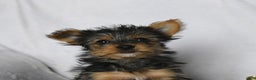 Yorkshire Terrier dogs for sale: Cookie - Ad 5