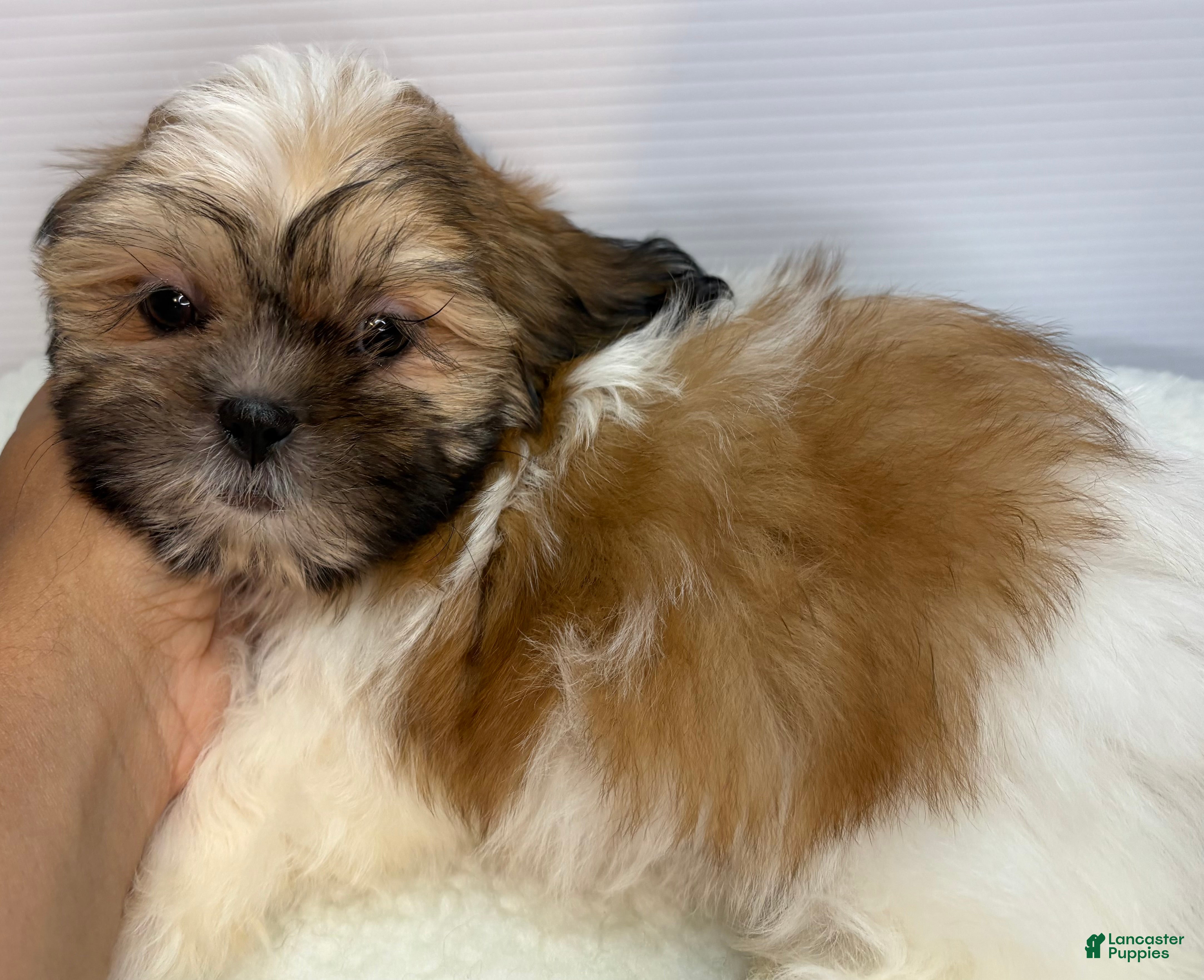 Shih Tzu Puppies for sale in Boston, Massachusetts Lancaster Puppies