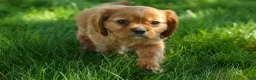 Cavalier King Charles Spaniel dogs for sale: Ford 💙 - Ad 7