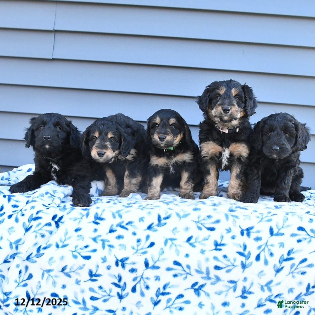 Mixed Breed dogs for sale: Angel - Ad 3