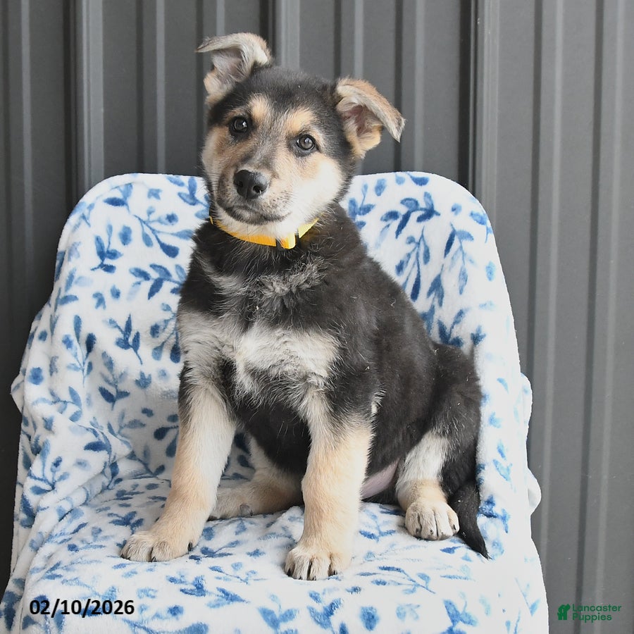 German Shepherd dogs Vance - Ad 2