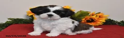 Shih Tzu dogs for sale: Ariel - Ad 1