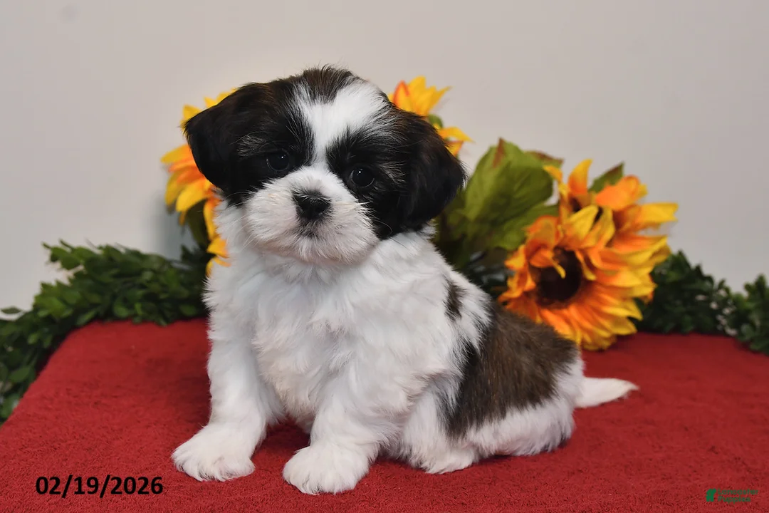 Shih Tzu dogs for sale: Ariel - Ad 1