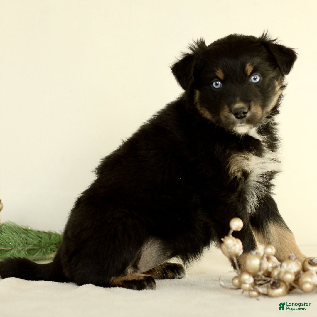 Australian Shepherd dogs for sale: Gia  - Ad 3