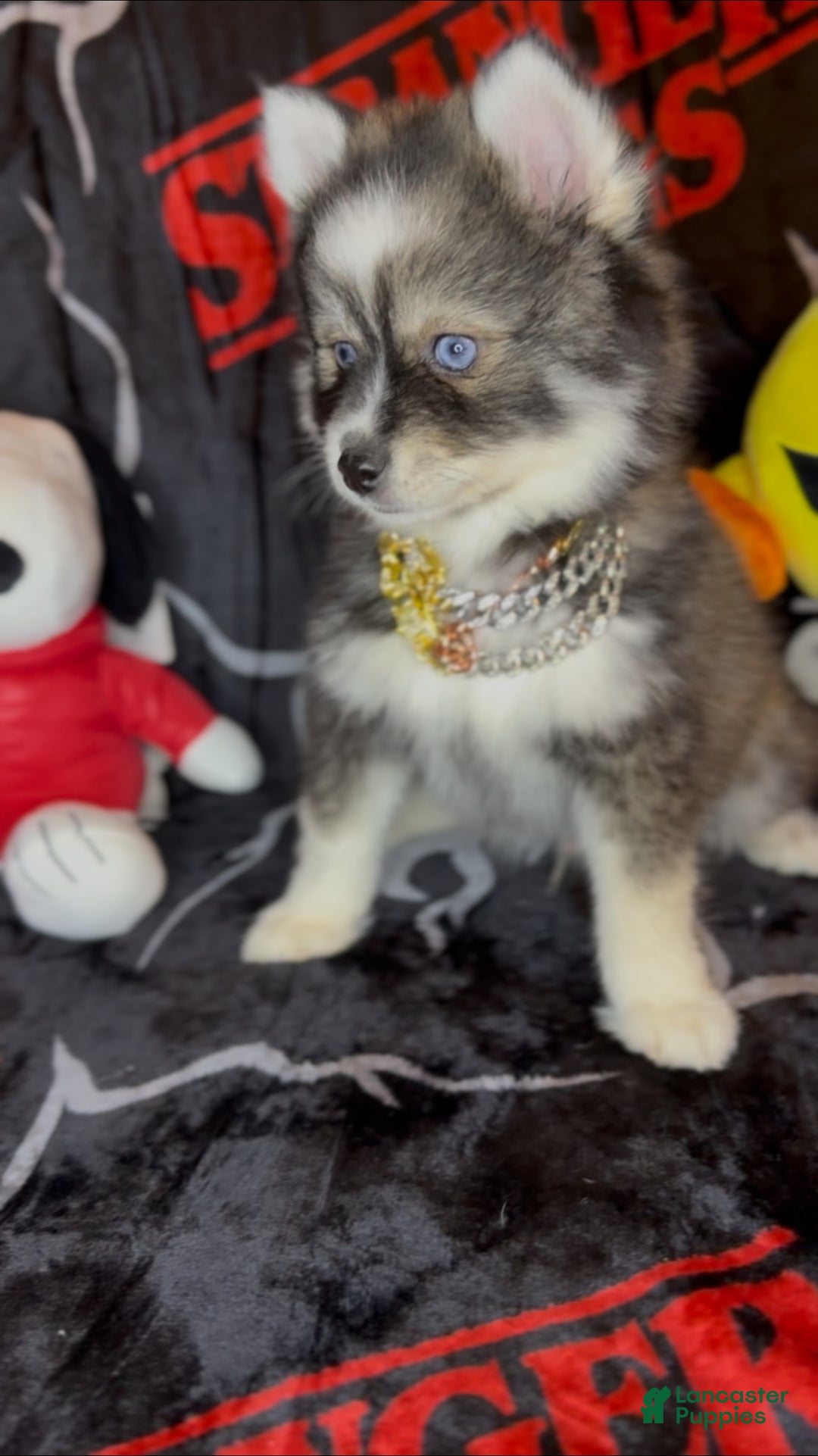 Pomsky dogs for sale: Loki (Mini Pomsky Pup) will be less than 10lbs - Ad 1