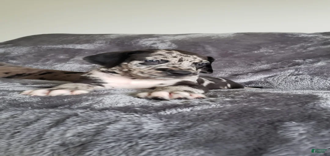 Gallery Image {{count}}