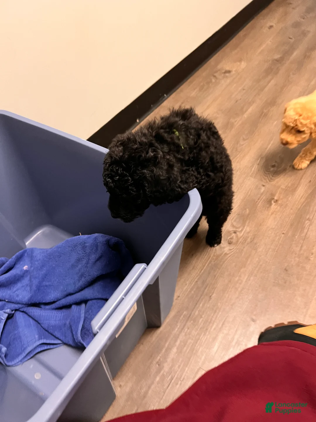 Labradoodle dogs for sale: Labradoodle Puppy 5 - Ad 5