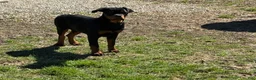Rottweiler dogs for sale: Wendy - Ad 3