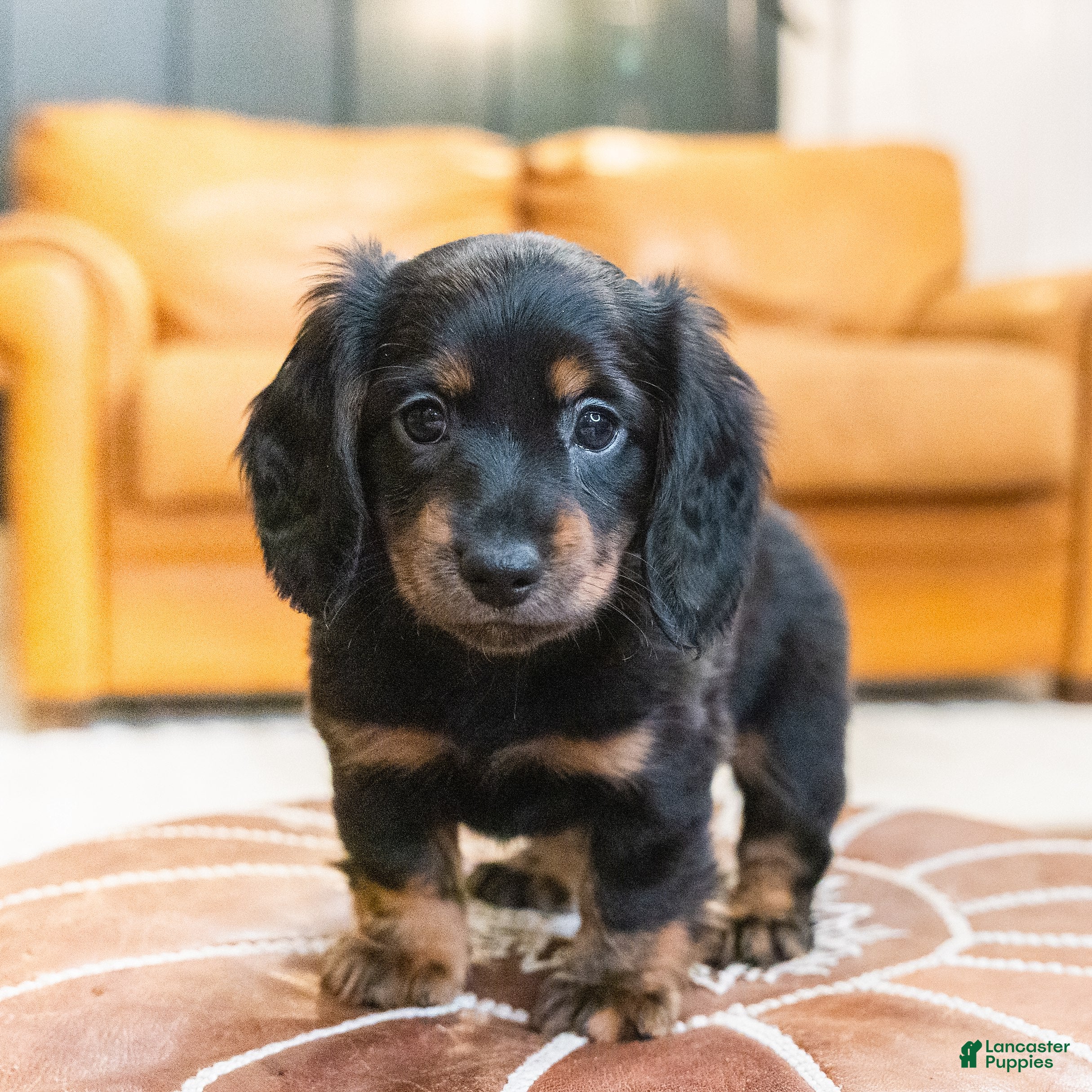 Miniature Dachshund dogs Karla - Ad 8