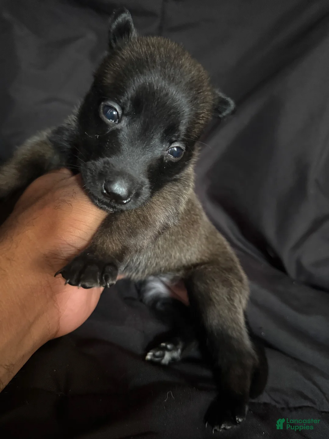 Belgian Malinois dogs for sale: Belgian Malinois 4 - Ad 1
