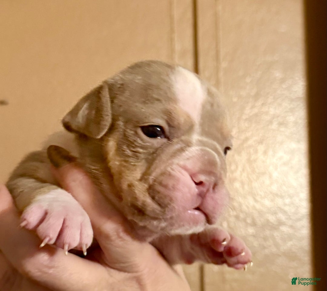 Olde English Bulldogge dogs for sale: Spencer - Ad 11