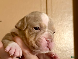 Olde English Bulldogge dogs Spencer - Ad 1