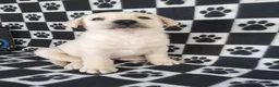 Labrador Retriever dogs for sale: Casper - Ad 8