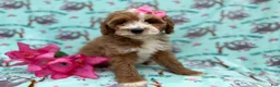 Cockapoo dogs for sale: Missy - Ad 6
