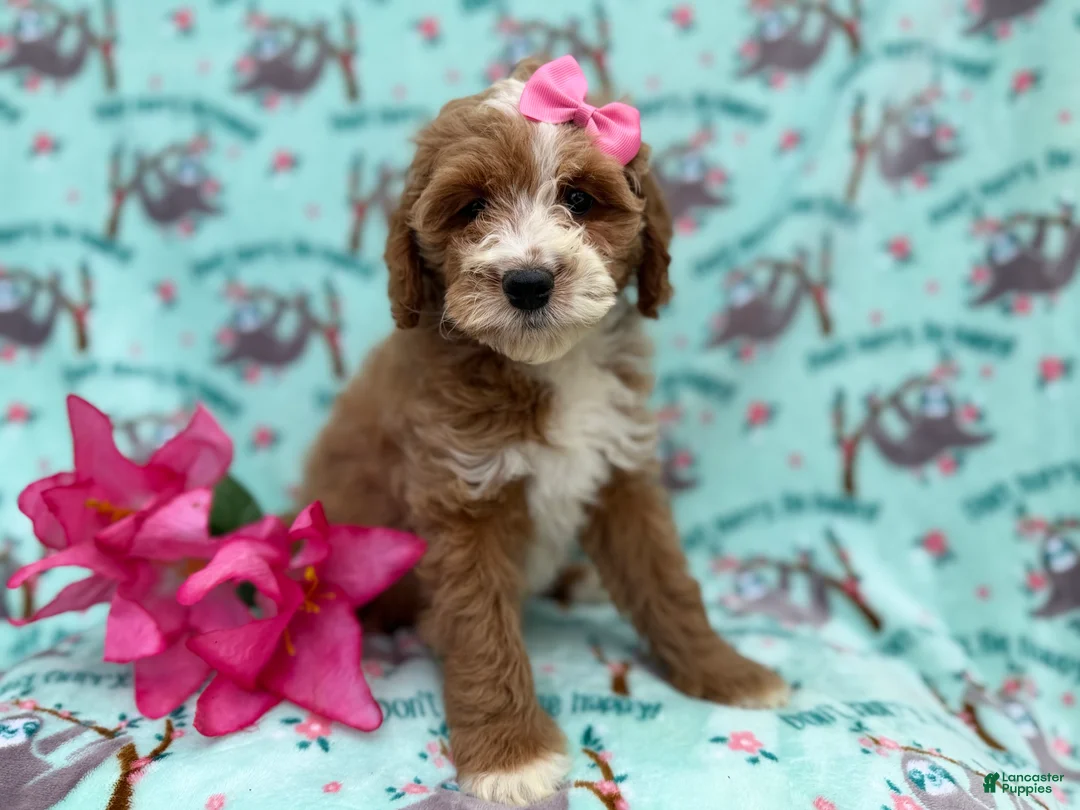 Cockapoo dogs for sale: Missy - Ad 6