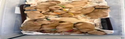 Golden Retriever dogs for sale: White - Ad 1