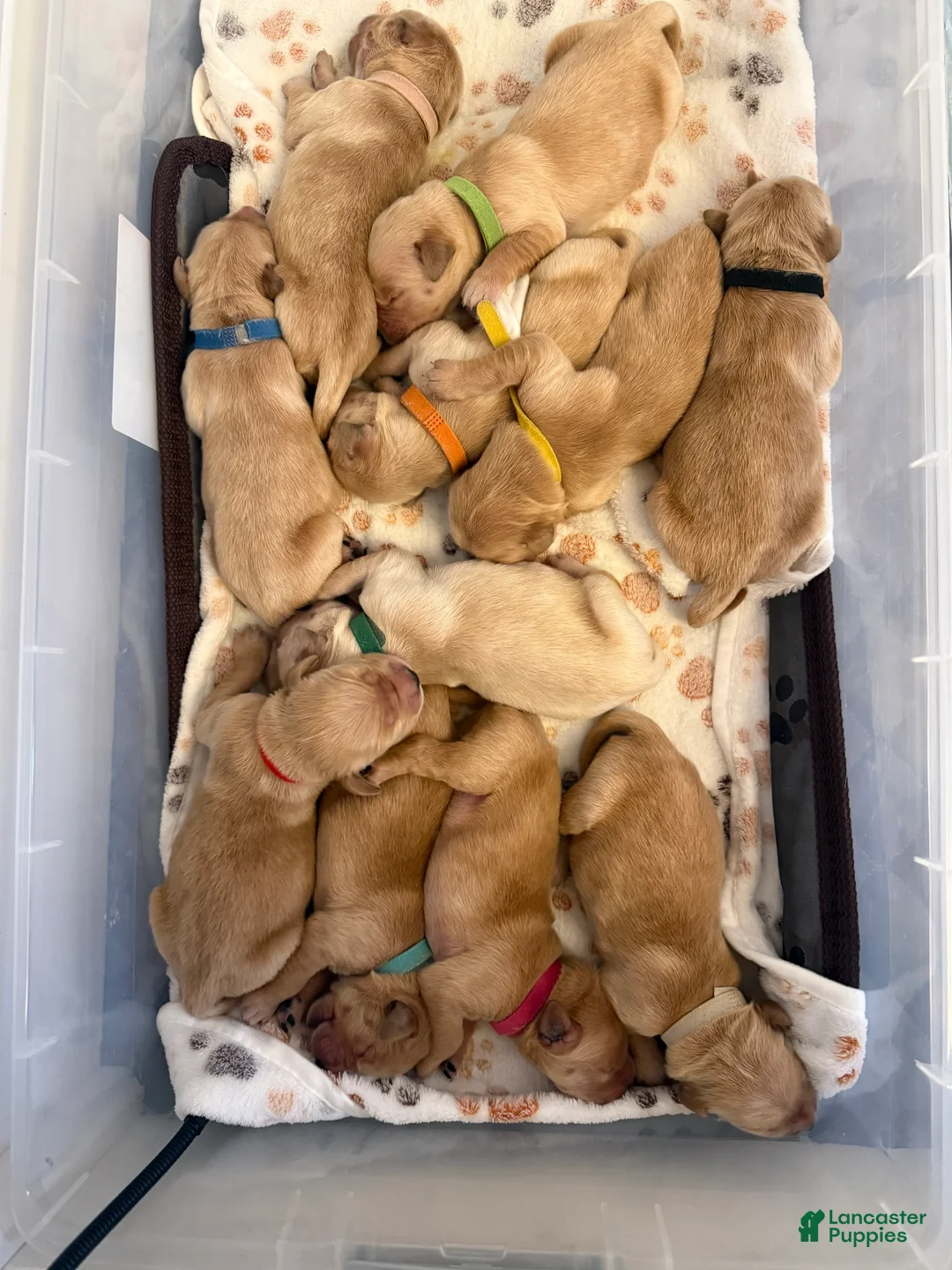 Golden Retriever dogs for sale: White - Ad 1
