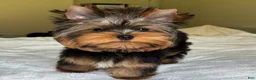 Yorkshire Terrier dogs for sale: Cody - Ad 5