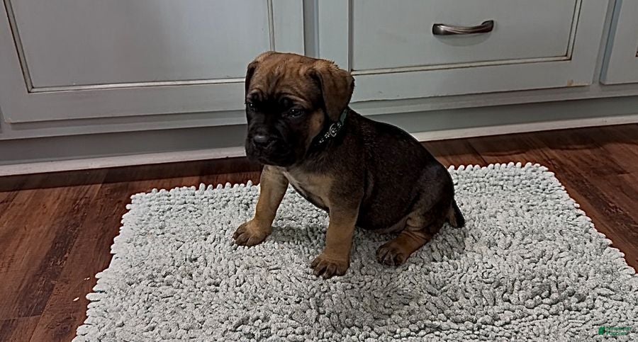 Cane Corso dogs Grace - Ad 1