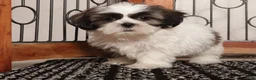 Shih Tzu dogs for sale: walis - Ad 1