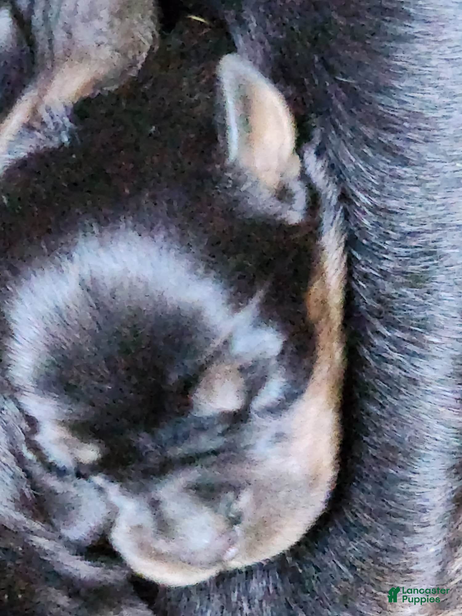 Rottweiler dogs Rott M2 - Ad 6