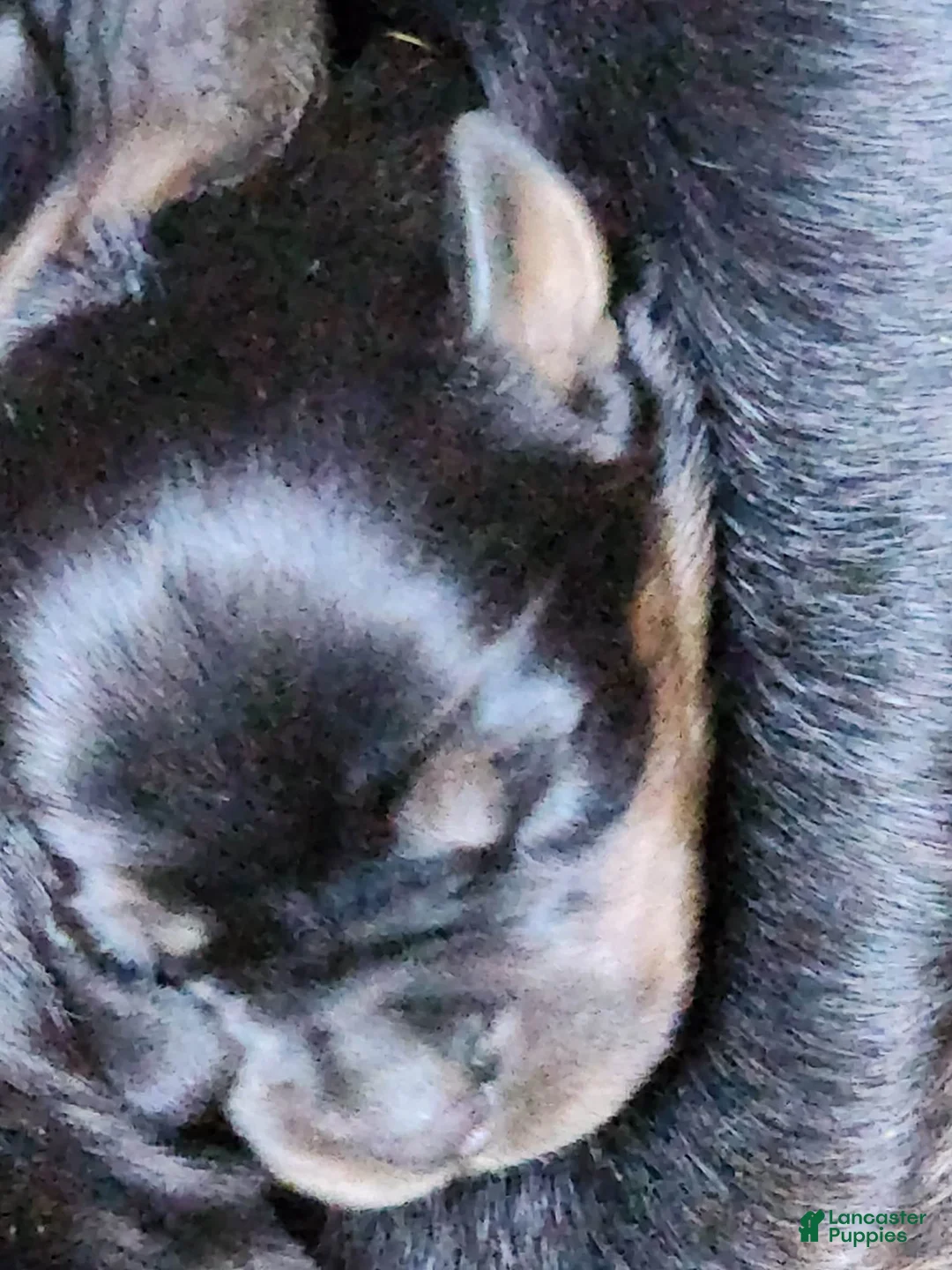 Rottweiler dogs for sale: Rott M2 - Ad 1