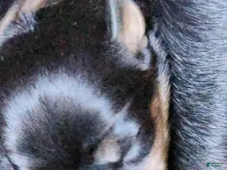 Rottweiler dogs Rott M2 - Ad 6