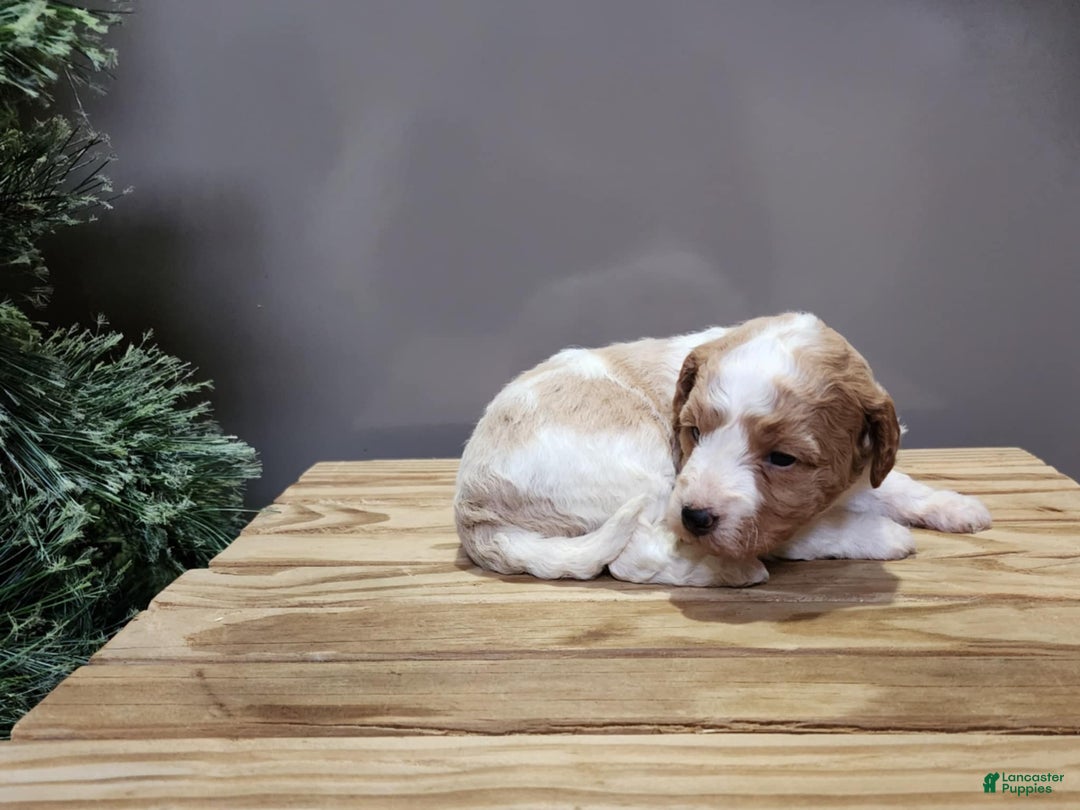 Mini Goldendoodle dogs for sale: Oma - Ad 9