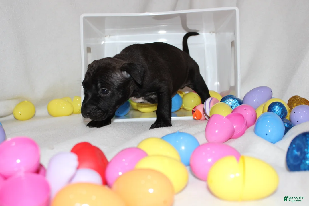 American Bully dogs for sale: American Bully Puppy 1 - Ad 2