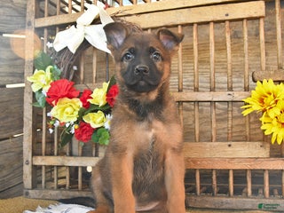 Mixed Breed dogs - Ad 12