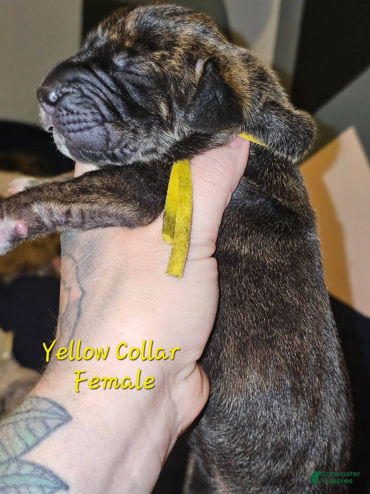 Great Dane dogs Yellow collar  - Ad 17